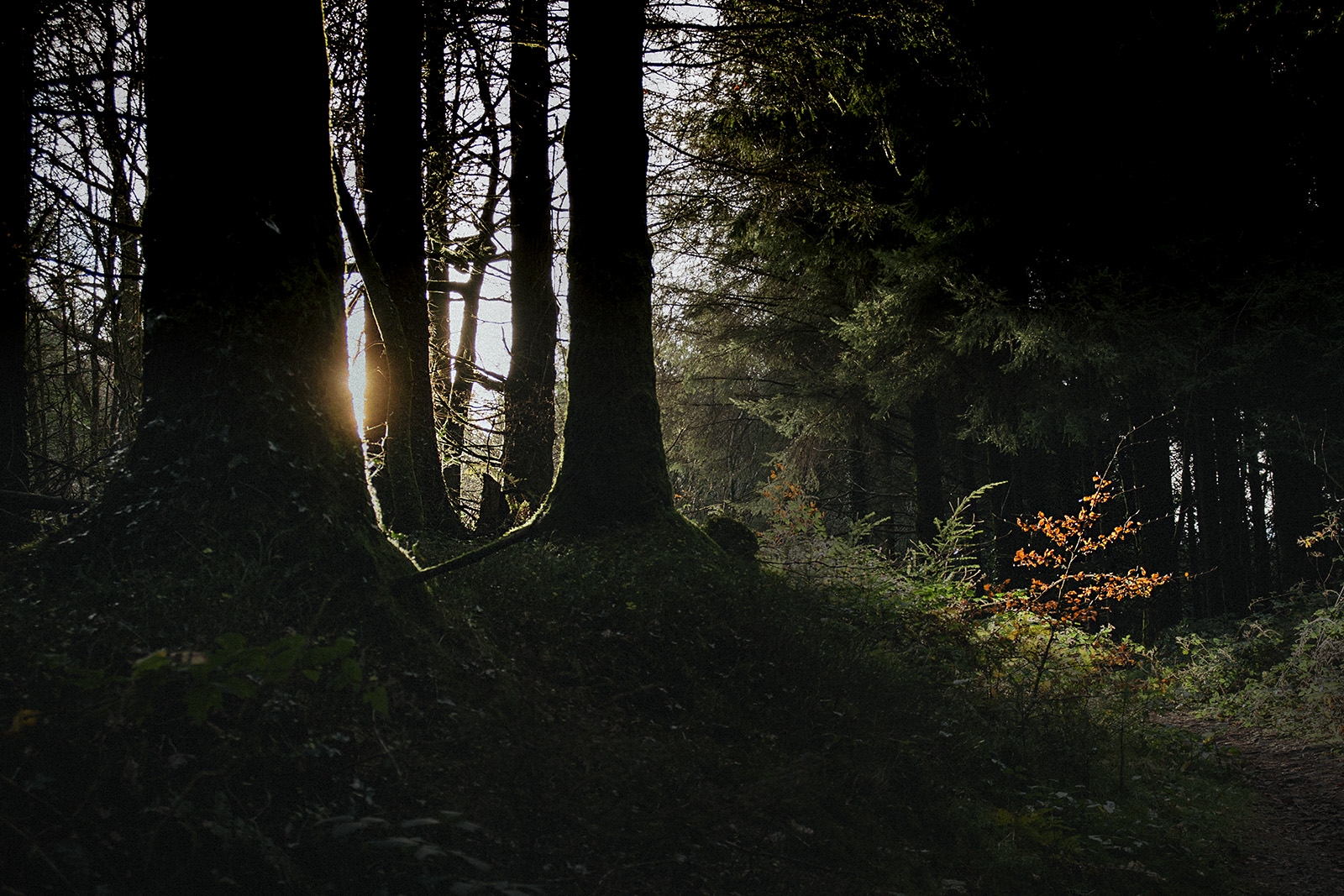Ynysmardy-evening-sunlight-in-forestry