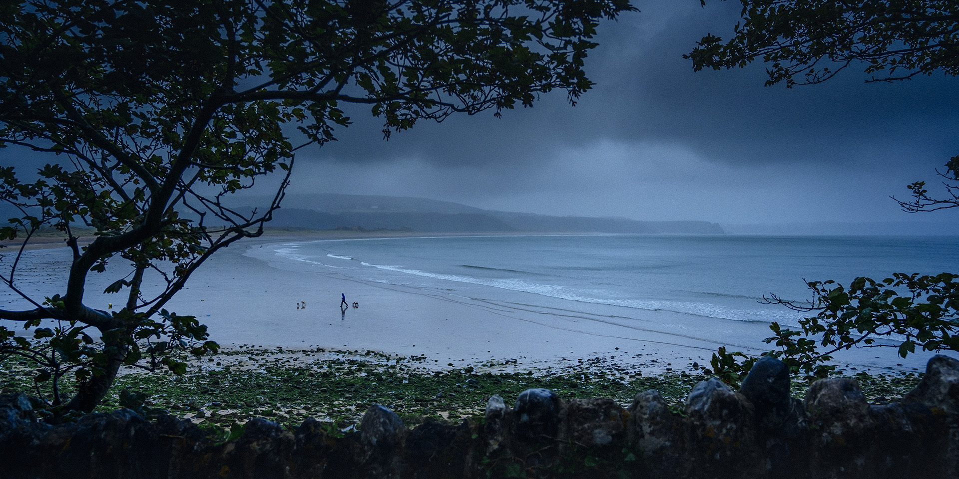 Man walking dogs at dusk on rainy Oxwich Bay beach, gower, south wales